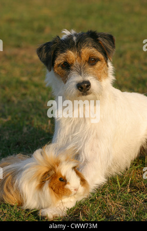 Parson Russell Terrier mit Meerschweinchen Stockfoto