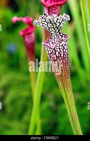 Sarracenia Leucophylla, nordamerikanischen Kannenpflanze. Stockfoto