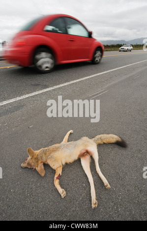 San Joaquin Kit Fox (Vulpes Macrotis Mutica) Krankenpflege weiblich getötet auf Straße, Bakersfield, Kalifornien stark gefährdet Stockfoto