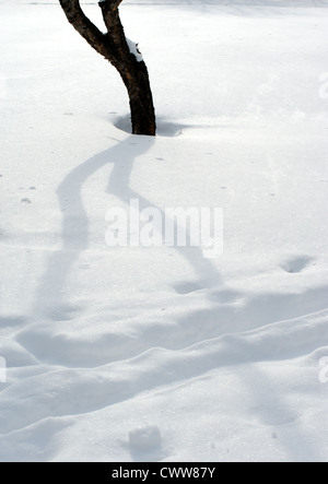 Die Spitzen der Pflanzen aus dem Schnee herausragen. Stockfoto