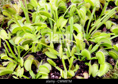 Venusfliegenfalle "Dionaea Muscipula fleischfressende Insektenfresser. Stockfoto