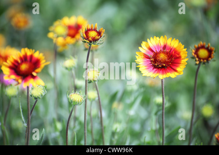 Gaillardia Blume mit roten und gelben Blütenblättern Stockfoto