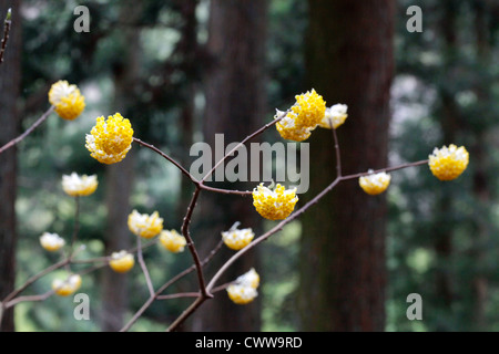 Edgeworthia Chrysantha in einem Wald Cryptomeria Japan Stockfoto