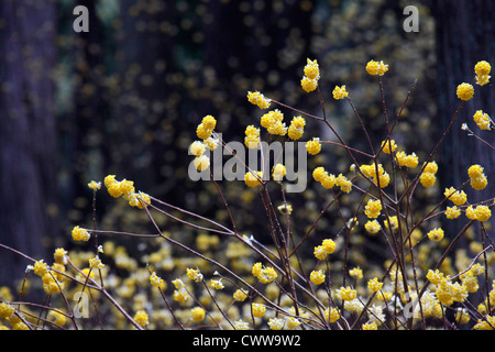 Edgeworthia Chrysantha in einem Wald Cryptomeria Japan Stockfoto