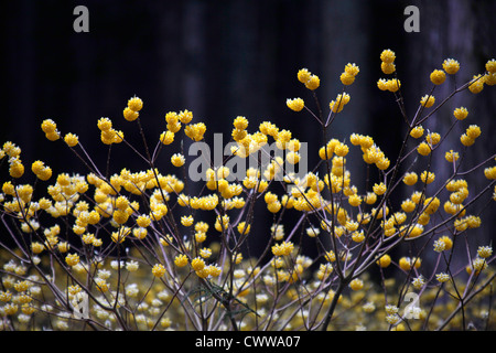 Edgeworthia Chrysantha in einem Wald Cryptomeria Japan Stockfoto