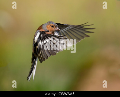 Eine männliche Buchfink im Flug gefangen Stockfoto