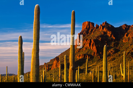 Organ Pipe Cactus National Monument ist ein US National Monument und UNESCO-Biosphären-Reservat befindet sich im extremen Süden Arizonas Stockfoto