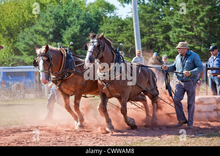 Dem Pferd ziehen auf der Landwirtschaftsausstellung Evangeline und Acadian Festival in Prince Edward Island, Kanada. Stockfoto