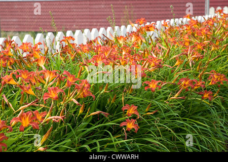 Brilliant orange Taglilien gegen einen weißen Lattenzaun. Stockfoto