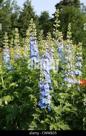 Hoch beständigen blauen Rittersporn im Sommergarten. Stockfoto