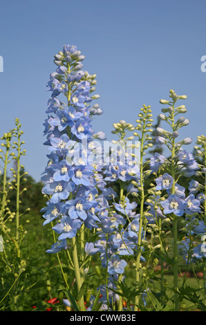 Mehrjährige Blauer Rittersporn im Sommergarten. Stockfoto