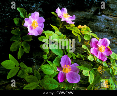 Wild Prairie Rose eine rose Arten eine große Fläche des zentralen Nordamerika Stockfoto