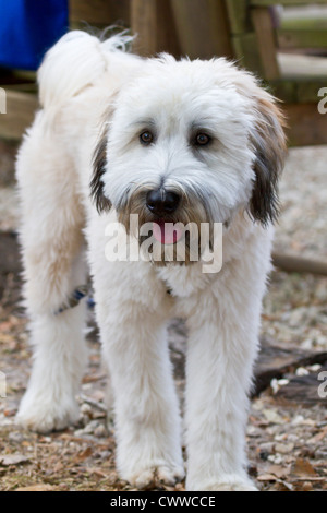 Soft Coated Wheaten Terrier Welpen Stockfoto