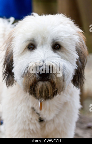 Soft Coated Wheaten Terrier Welpen Stockfoto