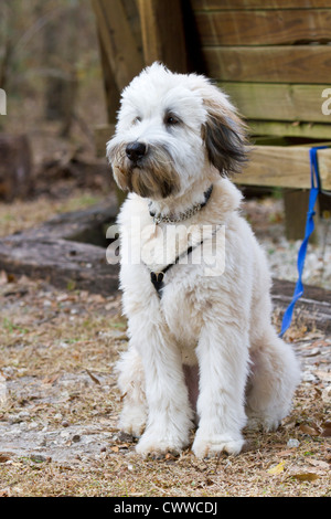 Soft Coated Wheaten Terrier Welpen Stockfoto