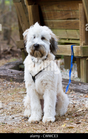 Soft Coated Wheaten Terrier Welpen Stockfoto