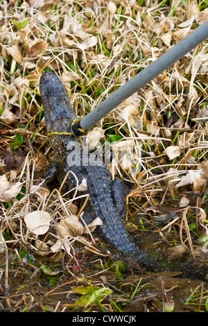 Young American Alligator (Alligator Mississippiensis) gefangen mit einer Schlinge Pol in Zentral-Florida Stockfoto