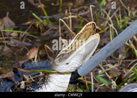 Young American Alligator (Alligator Mississippiensis) gefangen mit einer Schlinge Pol in Zentral-Florida Stockfoto