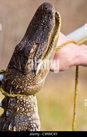 Young American Alligator (Alligator Mississippiensis) gefangen mit einer Schlinge Pol in Zentral-Florida Stockfoto