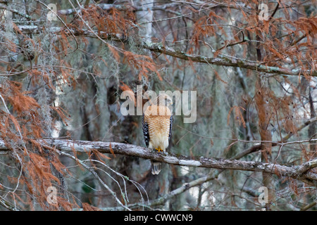 Erwachsenen Red geschultert Hawk thront auf Ast im Waldgebiet von Zentral-Florida Stockfoto