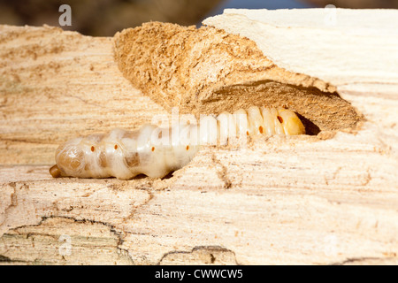 Weiße Maden fressen das Holz eines toten Baumes in Zentralflorida Stockfoto