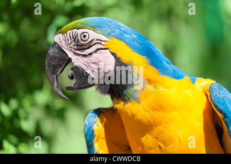 Vogel, Papagei, Ara, Tier, Natur, Tier, Federn, Schnabel, Flügel, Sommer, Sonne, gelb, blau, rot, Nägel, heiß, Bäume Stockfoto