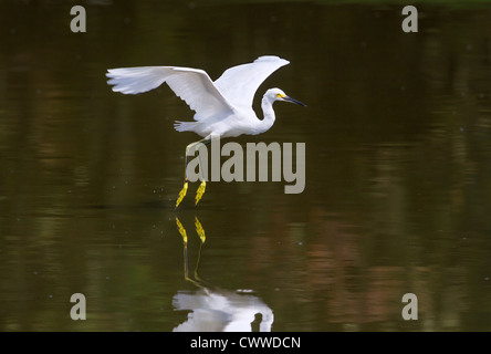 Snowy Silberreiher (Egretta unaufger) fliegen über einem See (South Carolina, USA). Stockfoto