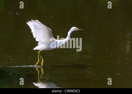 Snowy Silberreiher (Egretta unaufger) tanzen auf dem Wasser (South Carolina, USA). Stockfoto