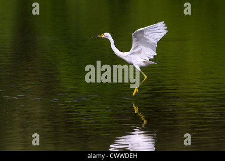 Snowy Silberreiher (Egretta unaufger) tanzen auf dem Wasser (South Carolina, USA). Stockfoto