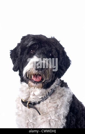 Studie von einem schwarzen und weißen portugiesischen Wasser den Kopf Hund Uhr einen weißen Hintergrund. Stockfoto