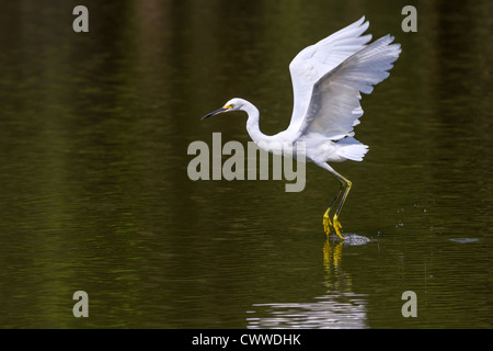 Snowy Silberreiher (Egretta unaufger) tanzen auf dem Wasser (South Carolina, USA). Stockfoto