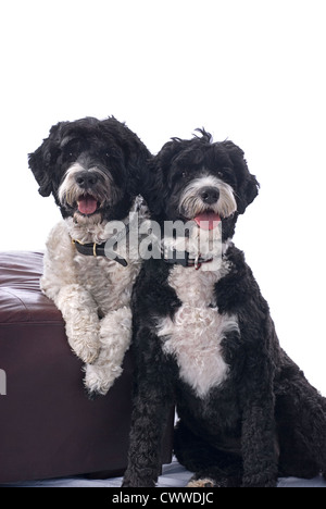Eine Studioaufnahme von zwei schwarzen und weißen Portugiesischen Wasserhund vor einem weißen Hintergrund. Stockfoto