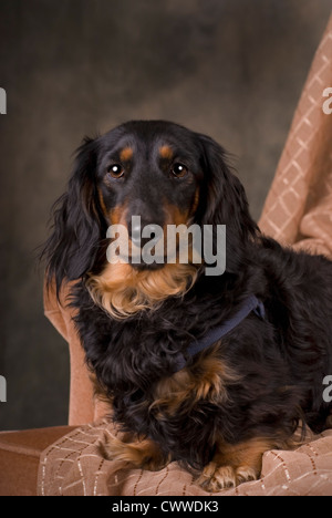 Vertikale Studioaufnahme von langhaarigen schwarz und Tan Dackel Blick in die Kamera. Stockfoto