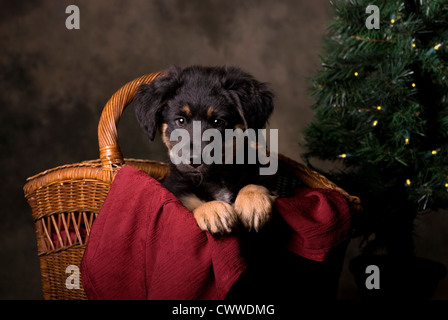 Horizontale Studioaufnahme von einem 6 Wochen alten Schäferhund Welpen in einem Weihnachts-Korb. Stockfoto