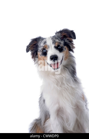 Studioaufnahme der blauäugige, blue Merle Miniature Australian Shepherd 255 weißem Hintergrund. Stockfoto