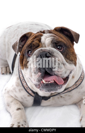 Studioaufnahme von einem niedlich, glücklich englische Bulldogge, auf einem weißen Hintergrund. Stockfoto