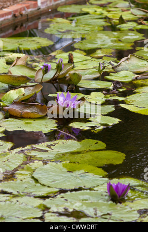 Blühenden Seerosen im Menschen gemacht Teich im Resorthotel in St. Pete Beach, Florida Stockfoto