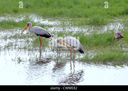 Yellow-billed Störche und afrikanischer Löffler Stockfoto