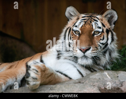 Weibliche Amur-Tiger, liegend auf den Felsen Stockfoto