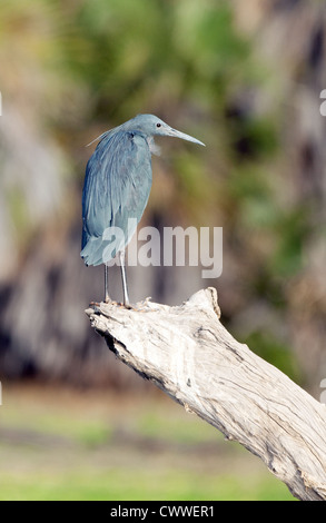 Ein schwarzer Reiher oder schwarz Silberreiher (Egretta Ardesiaca), Selous, Tansania Afrika Stockfoto