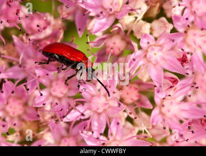 Cardinal Beetle Pyrochroa Coccinea auf Sedum Stockfoto