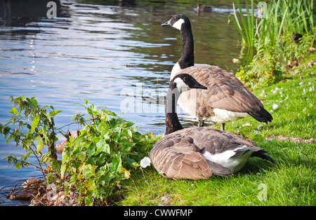 Zwei wilde Kanadische Gans auf dem Saimaa See in Finnland Stockfoto