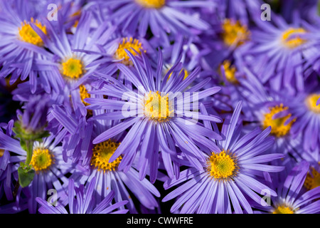 Nahaufnahme von blauen / lila Astern - Michaelmas Gänseblümchen in Blume, Großbritannien Stockfoto