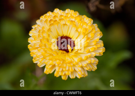 Nahaufnahme von einem gelben Calendula Blüte in einem Englischen Garten Stockfoto