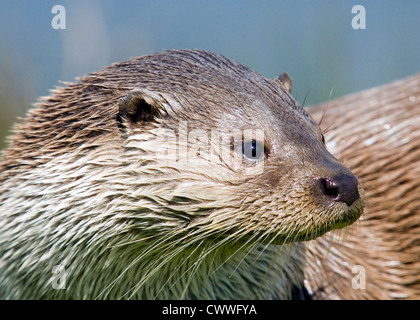 Nahaufnahme von Otter Stockfoto