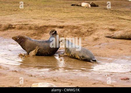 Kegelrobben Stockfoto