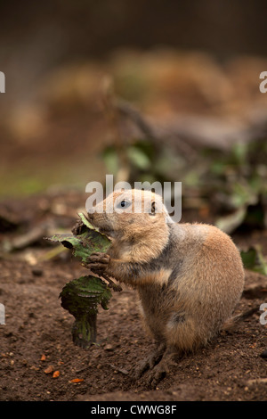 Fütterung Präriehund (Cynomys Gattung) Stockfoto