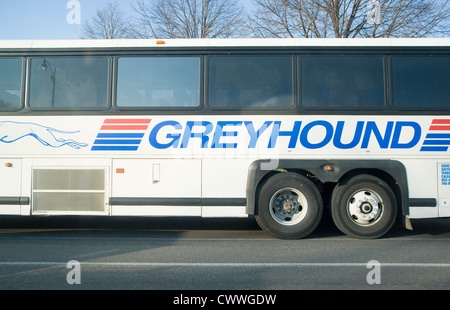 Greyhound Bus Trainer Stockfoto