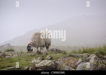 Ein swaledale Schafe auf der Weide Gras auf einem nebligen trüben Tag im Dove Crag im Lake District. Stockfoto