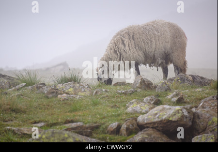 Ein Swaledale Schafen Fütterung auf dem Rasen an einem feuchten, nebligen und trüben Tag an Taube Felsen im Lake District. Stockfoto